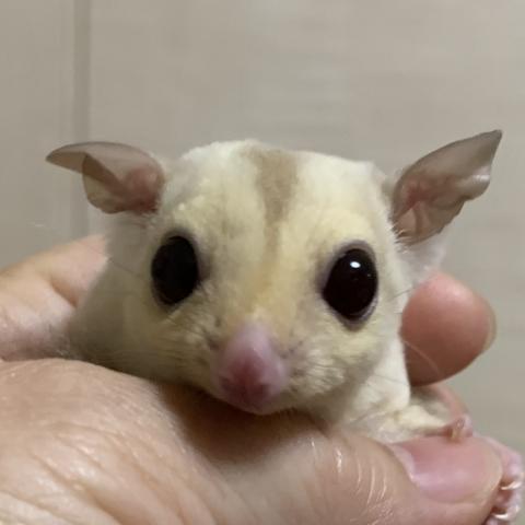 クリミノ　ヘテロリューシ