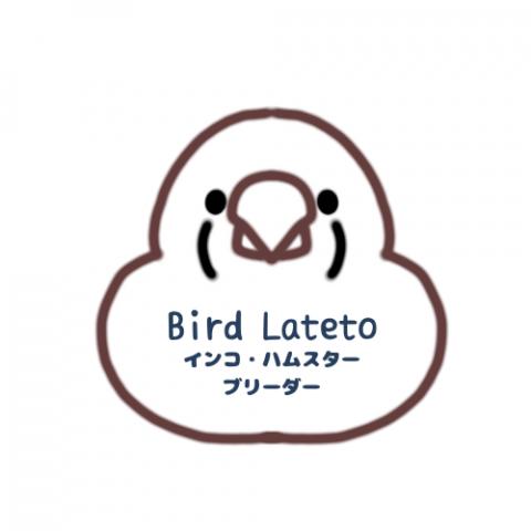 Bird Lateto