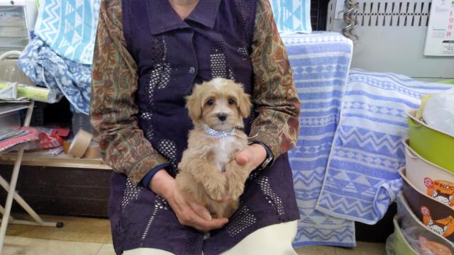 MIX【人気のマルプーちゃん。現金でお支払いの方に限り生体価格より5％　割引致します。カード払いも出来ます。】