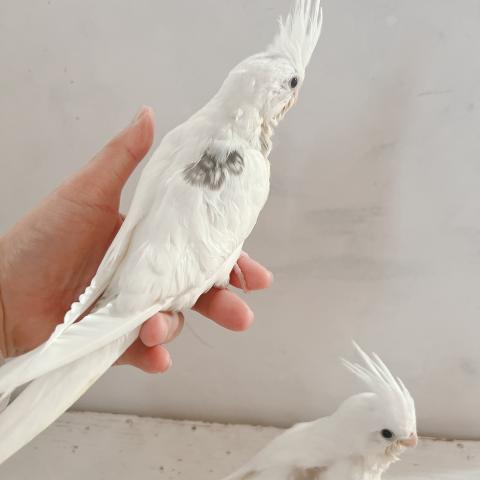 オカメインコ（ホワイトフェイス　ヘビーパイド）