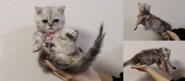 フォールデックス