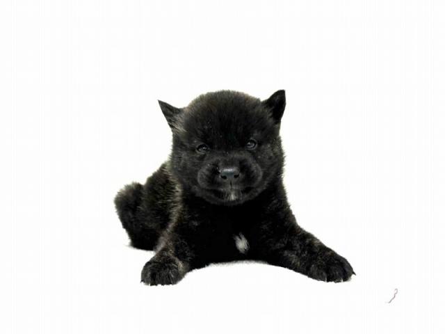 Amazon | 新日本カレンダー 2025年 カレンダー 壁掛け 柴犬まる