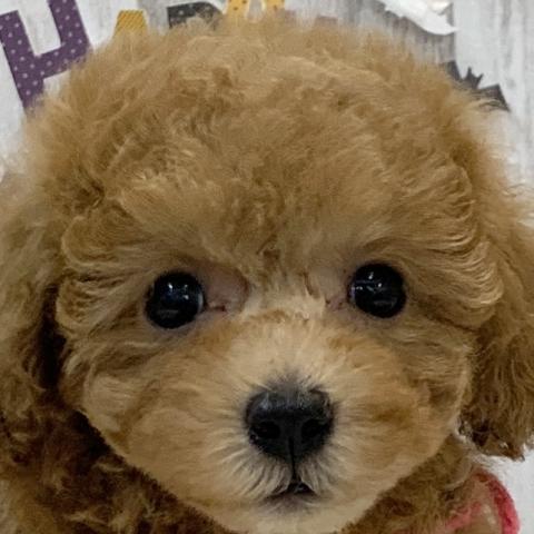 トイプードル