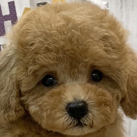 トイプードル