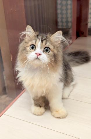 スコティッシュフォールド