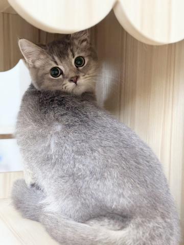 スコティッシュフォールド