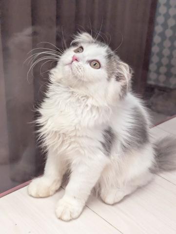 スコティッシュフォールド