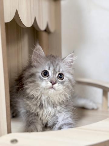 スコティッシュフォールド