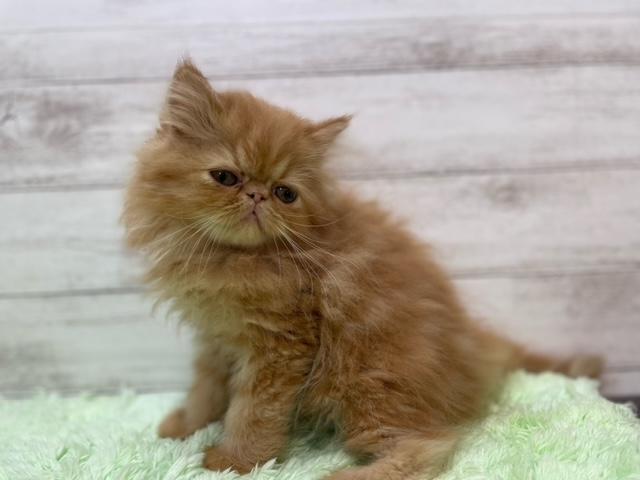 エキゾチック