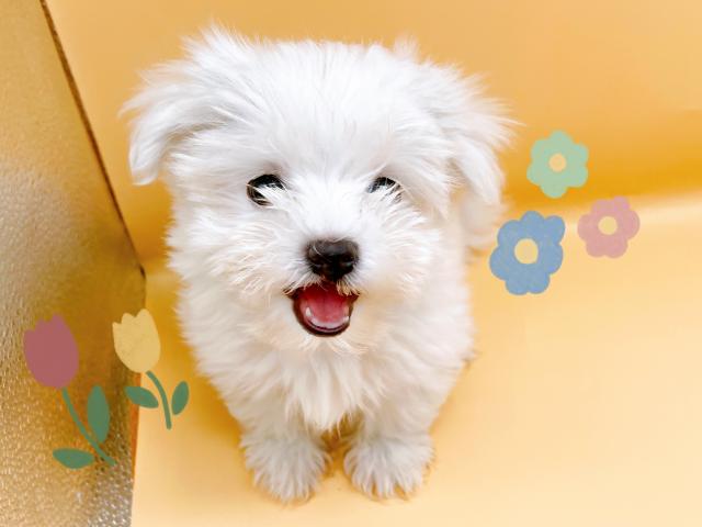 マルチーズ