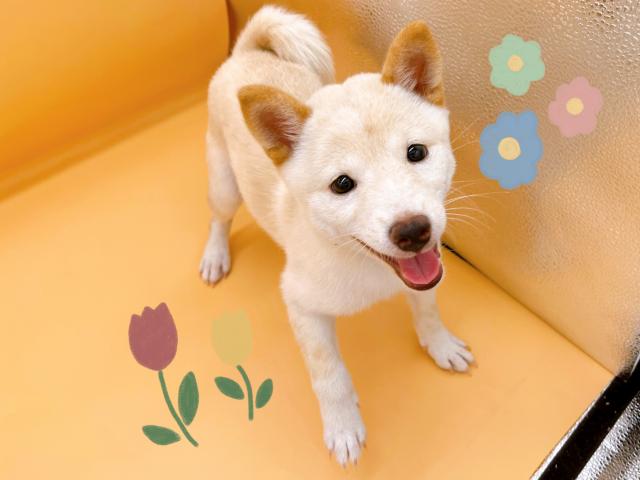 柴犬豆柴
