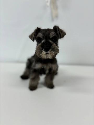 ミニチュアシュナウザー