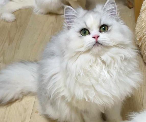 velvet paws 