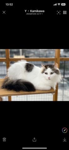 ノルウェージャンフォレストキャット