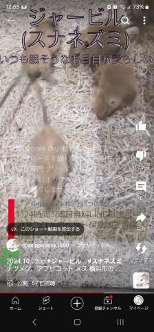 ジャービル、スナネズミ