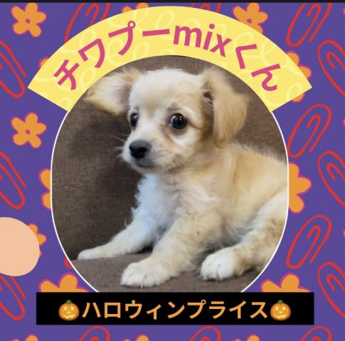 MIX🎃チワプーの男の子🎃ハロウィンセールのお得プライスでお迎えできます🎃『犬のようちえん』ではおトイレを覚えた賢い子🌸全国へお届け可🌸通常総額25万円以上の子を．．．お得にお迎え出来るチャンスの子🌸早い者勝ちプライス🌸