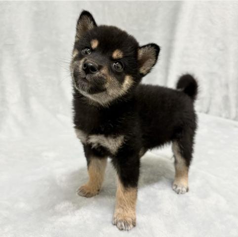 柴犬