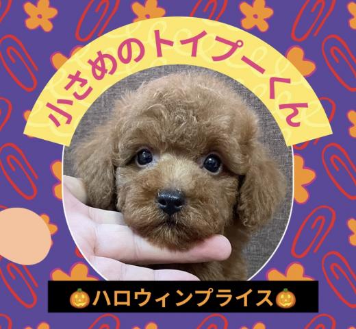 トイプードル最終特価の子🎃本日限り総額10万円‼️トイサイズの男の子🎃ハロウィンセールのお得プライスお迎えできます🎃『犬のようちえん』ではおトイレを覚えた賢い子🌸全国へお届け可🌸通常総額28万円以上の子を．．．お得プライスでお迎え出来るチャンスの子🌸早い者勝ちプライス🌸