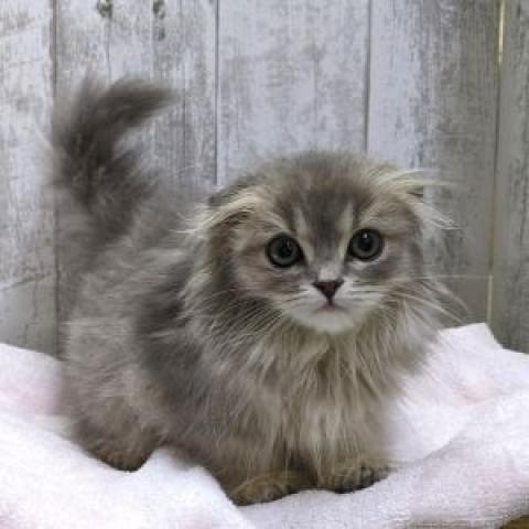スコティッシュフォールド