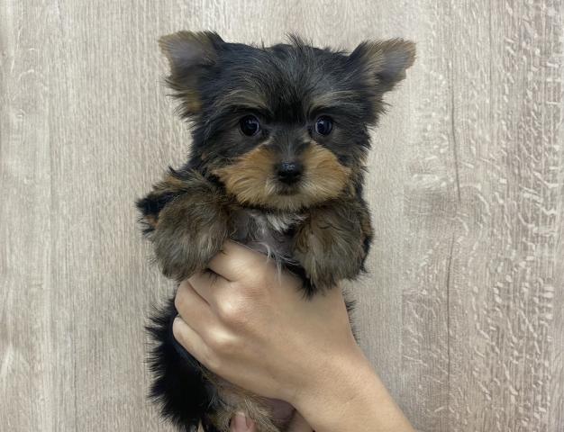 ヨークシャーテリア