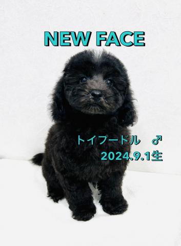 トイプードル