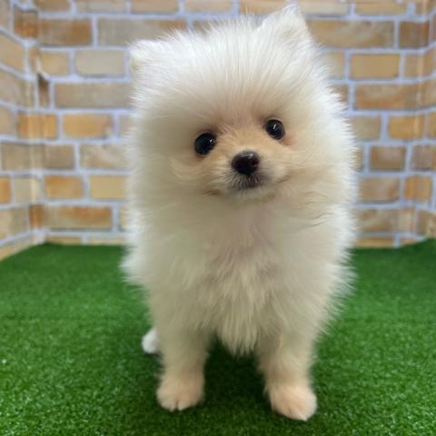 ポメラニアン