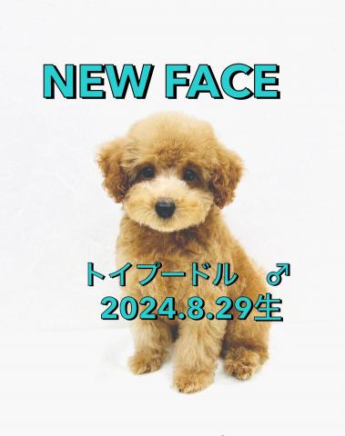 トイプードル