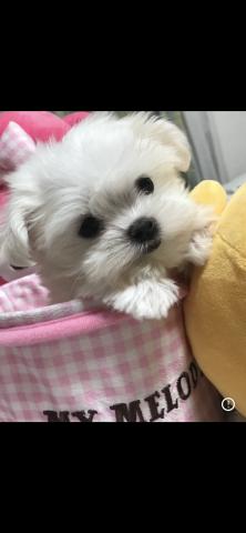 wan wan ハウス moconon