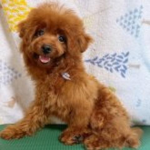 トイプードルタイニーサイズ予想