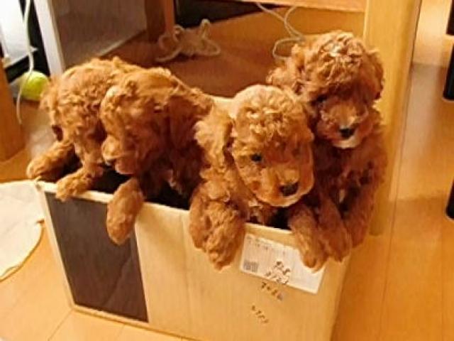 SKY BLUE POODLE