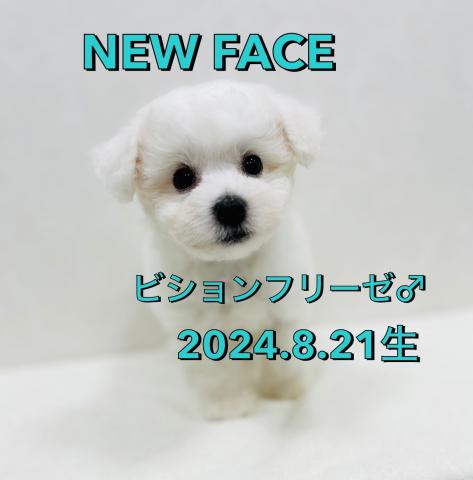 ビションフリーゼ