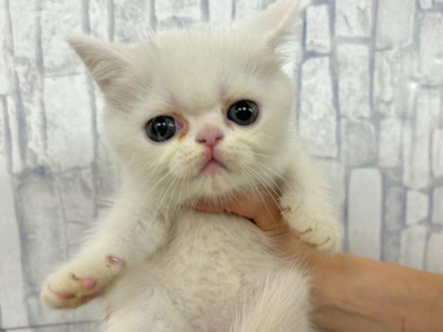 エキゾチックショートヘアー