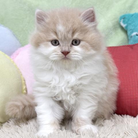 ブリティッシュショートヘア