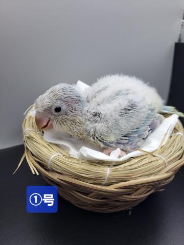 オキナインコ　ブルーパリッド系