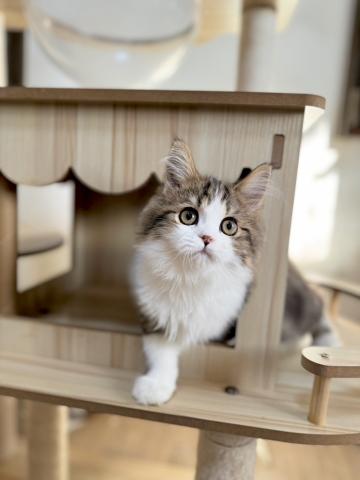 ミヌエット（旧ナポレオン）