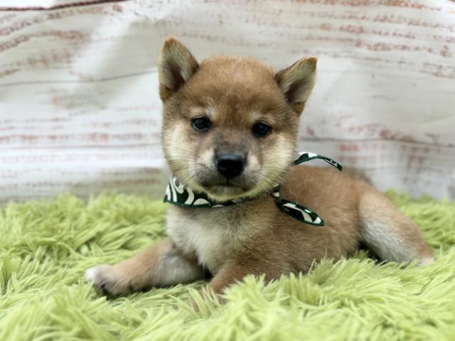 柴犬豆柴