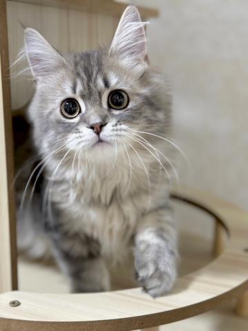 ミヌエット（旧ナポレオン）