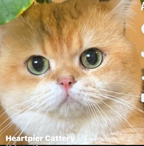 Heartpier Cattery  ハートピアキャテリー