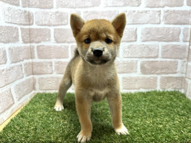 柴犬