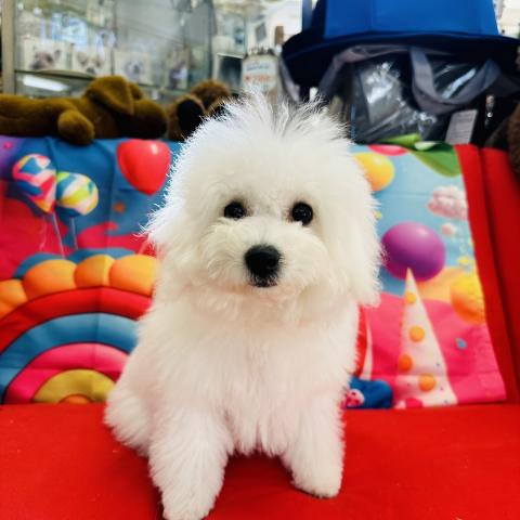 ビションフリーゼ