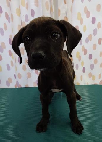 土佐犬