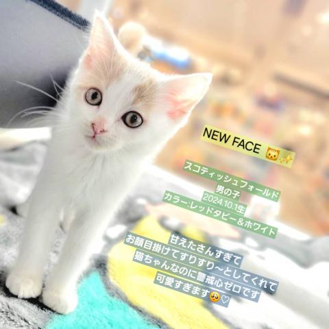 スコティッシュフォールド