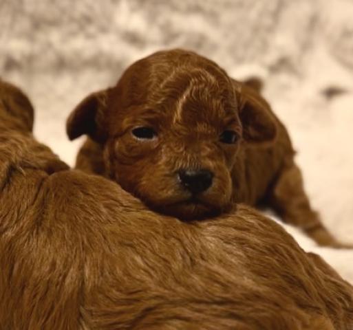 プードル専門犬舎PONO