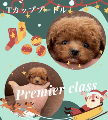トイプードル⭐️Tカッププードル⭐️Premierクラス⭐️Xmas🌲Special Price🌲