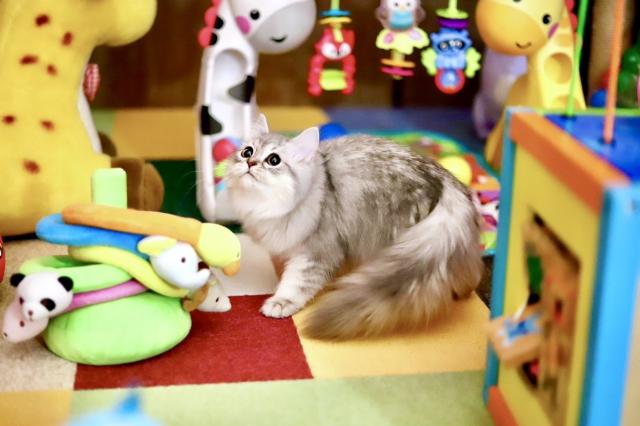 J1467＃真夏女子(PET)猫知道一切切り売り海外人物マステ女の子