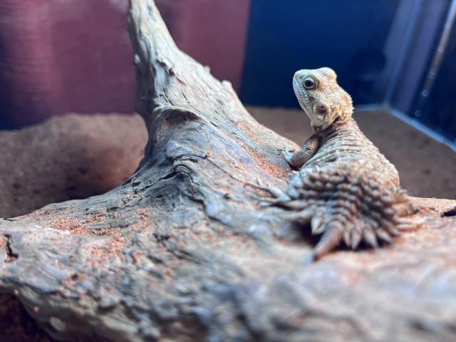 Reptile Hideout