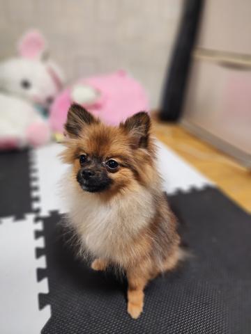 ポメラニアン