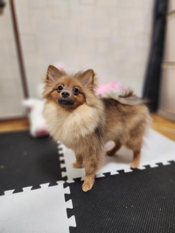 ポメラニアン