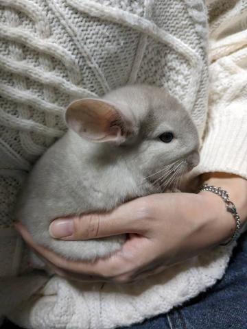 チンチラ