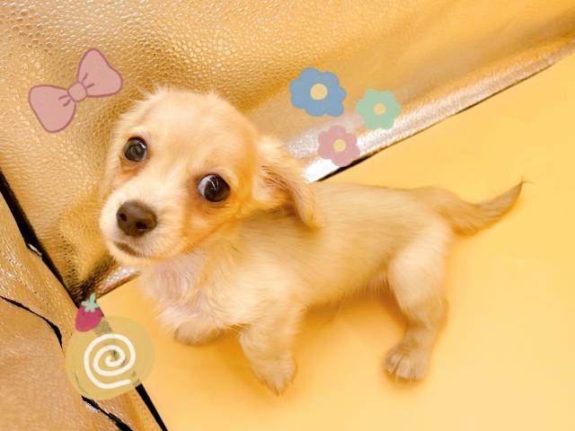 カニンヘンダックスフンド
